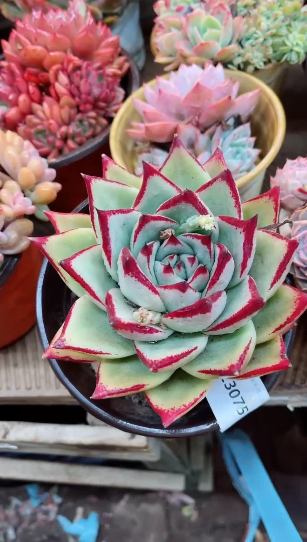 【闪购商品】23075