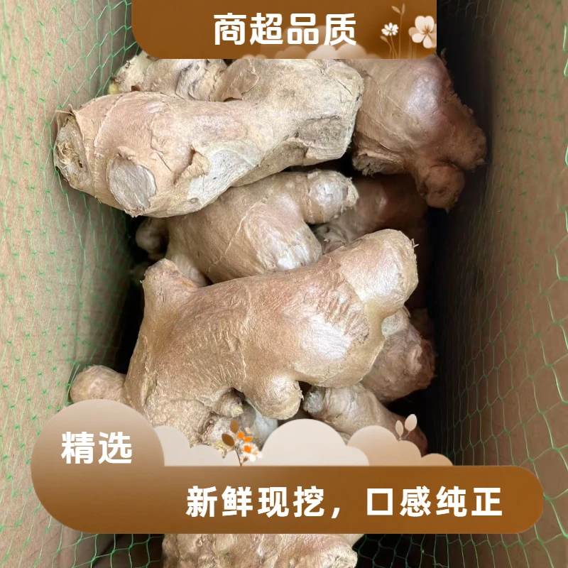 AA正宗特级老母姜新鲜现挖月子土姜优质蔬菜