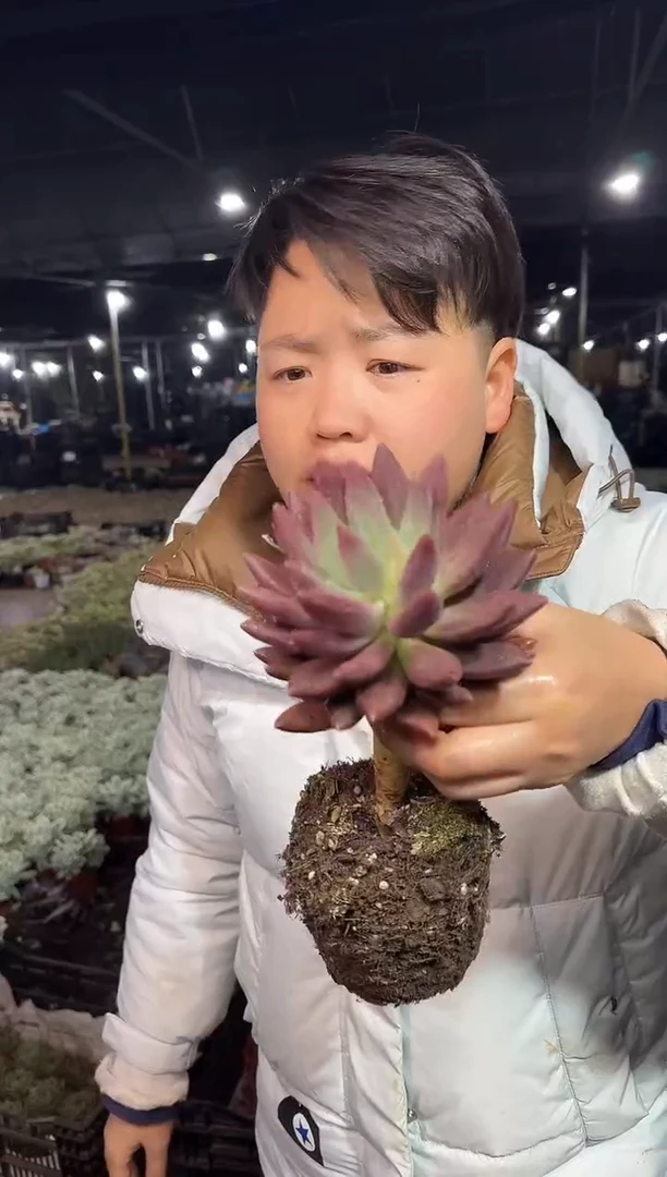 长腿单头虞美人 3.99