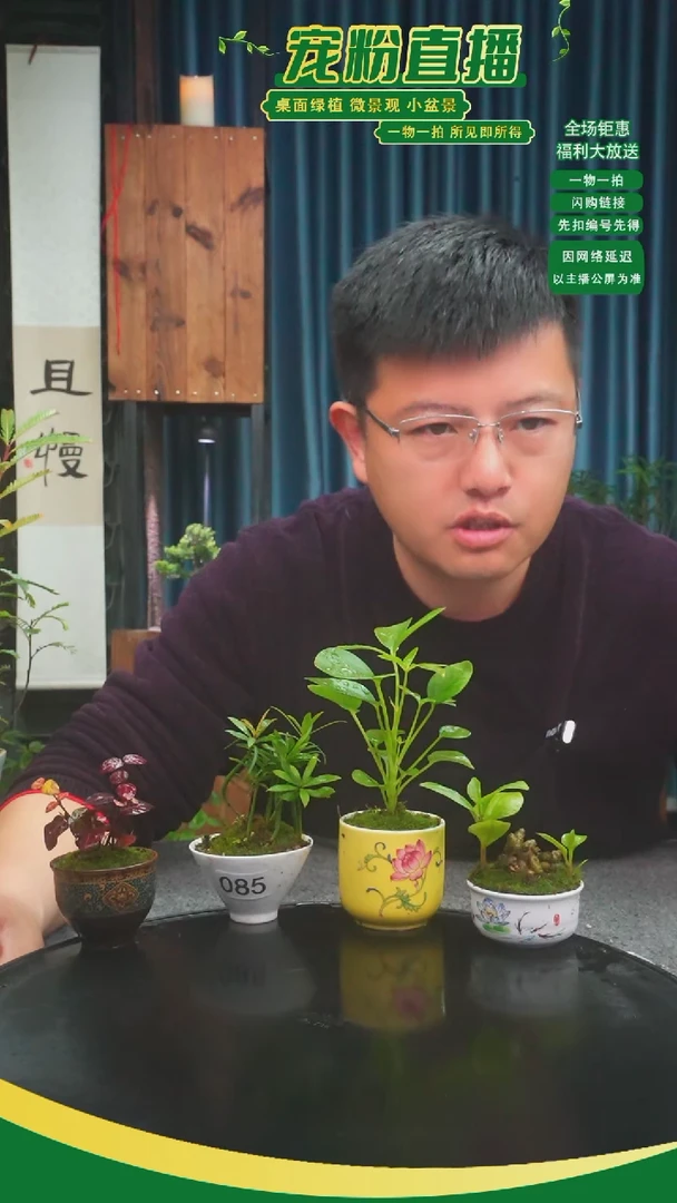 无花朵苔藓微景观085号