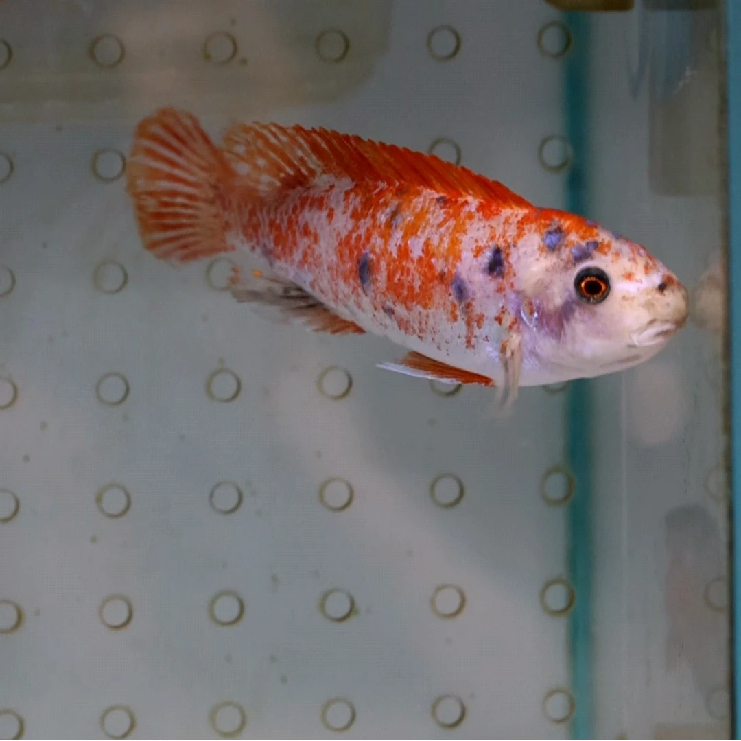 三湖慈鲷松比西勾鼻OB白底红花观赏鱼热带鱼活体养殖