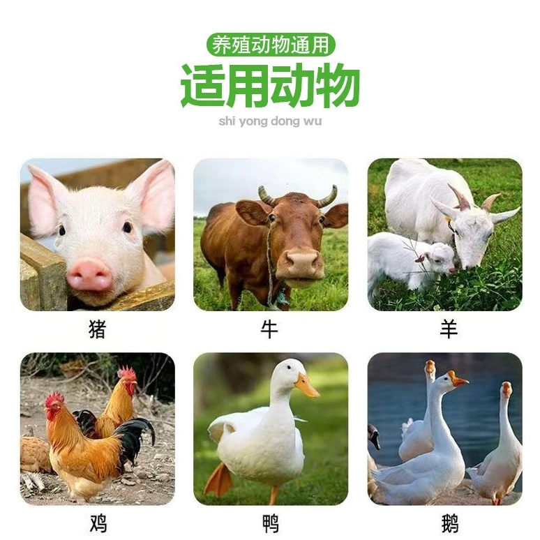 鸡病鸡瘟拉稀肠道问题孙中医无需担心