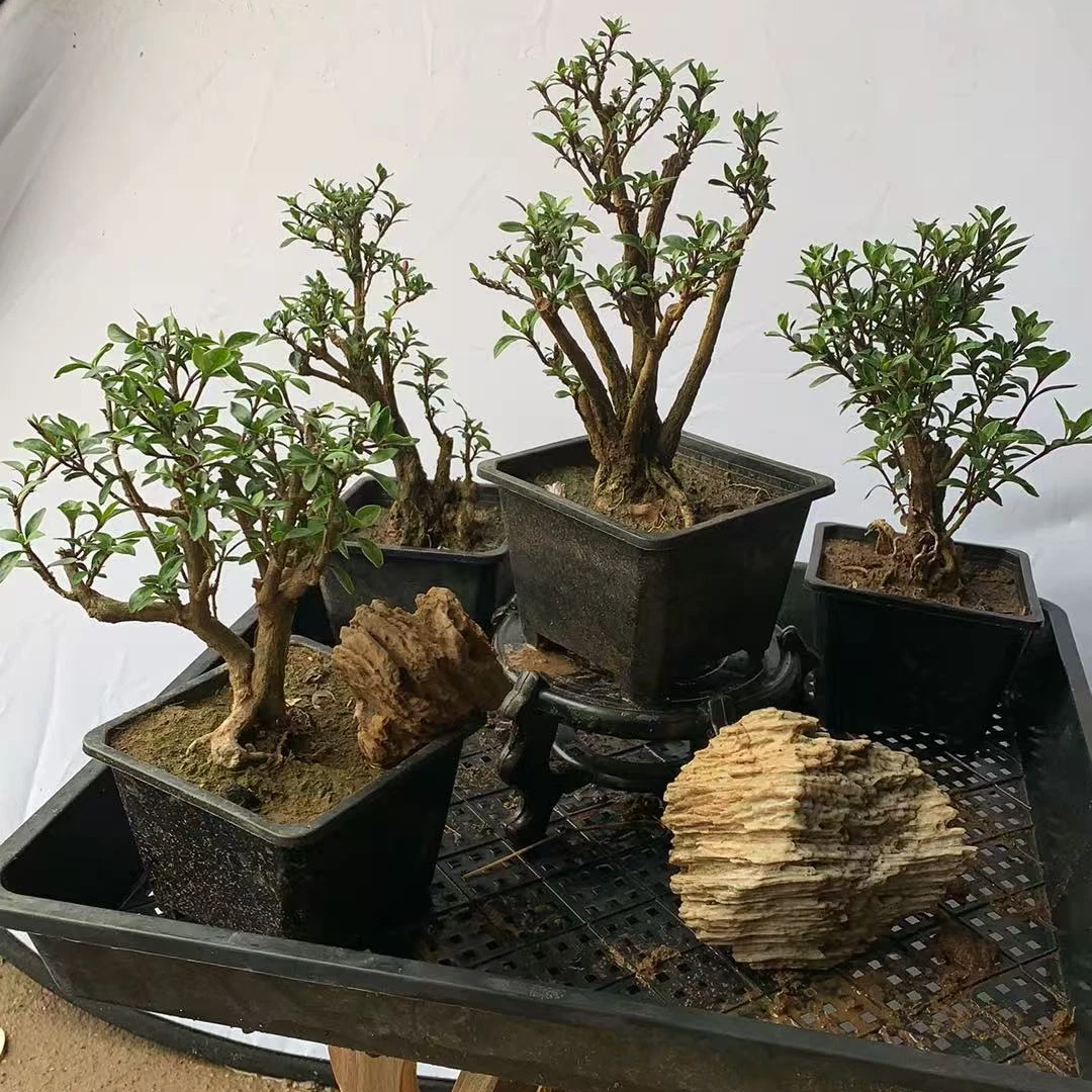 实物 一物一拍金边六月雪盆景室内外适用造型独特老桩成品植物