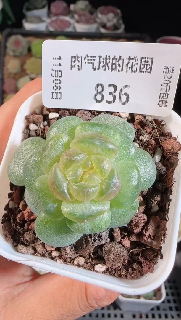 1108-836流莹麦秆群不包整