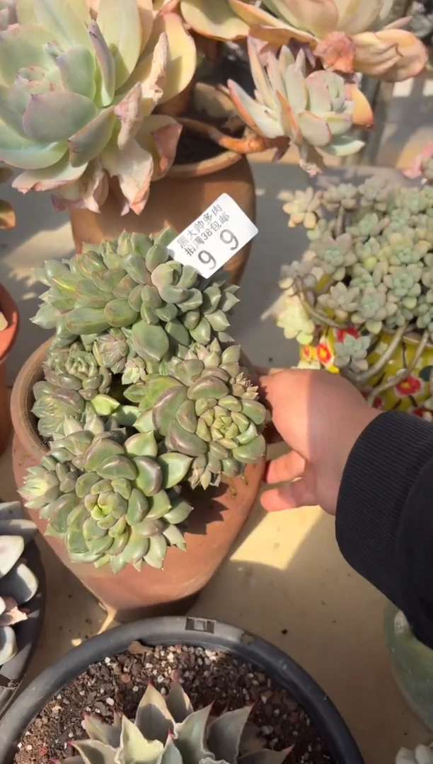 古**夕黑大帅多肉99象牙