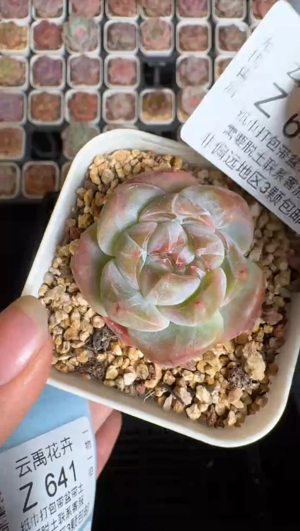 640Z 珍妮多肉(6.5cm杯）一物一拍 带盆土发