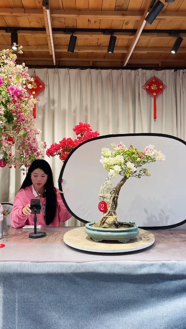 【闪购商品】盆景三角梅