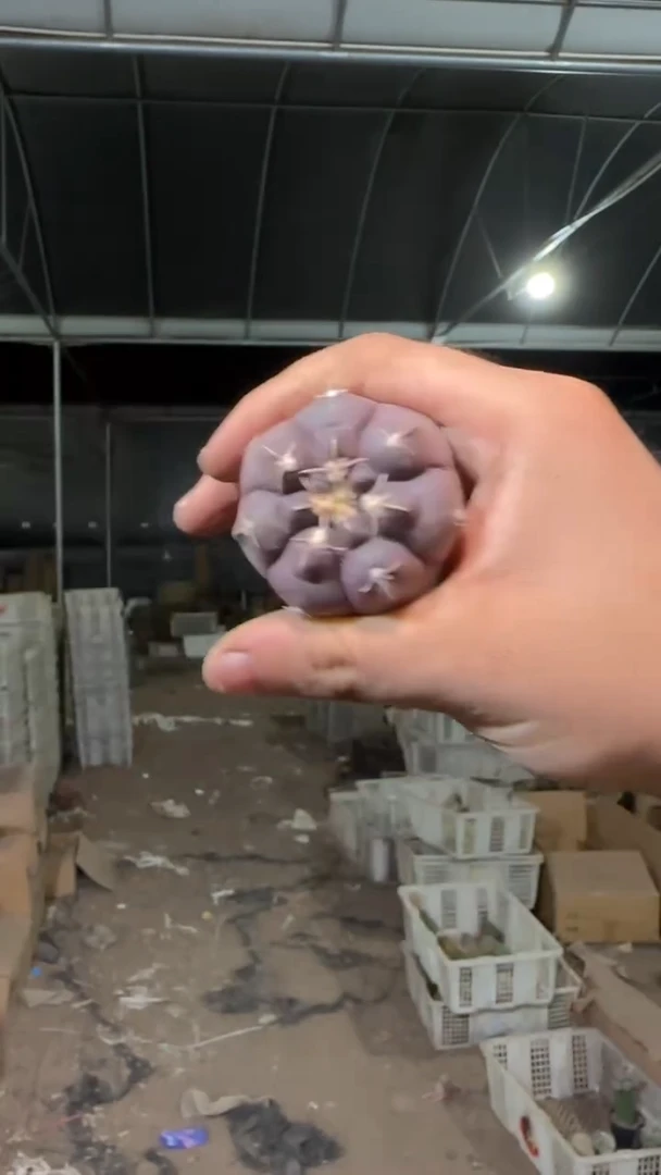 实生根 4-6cm 紫皮铅皮