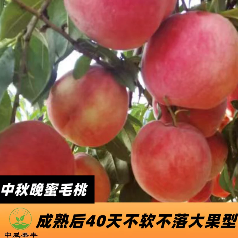 中秋晚蜜9月上中旬成熟 可延长至中秋节上市 货架期长桃树苗