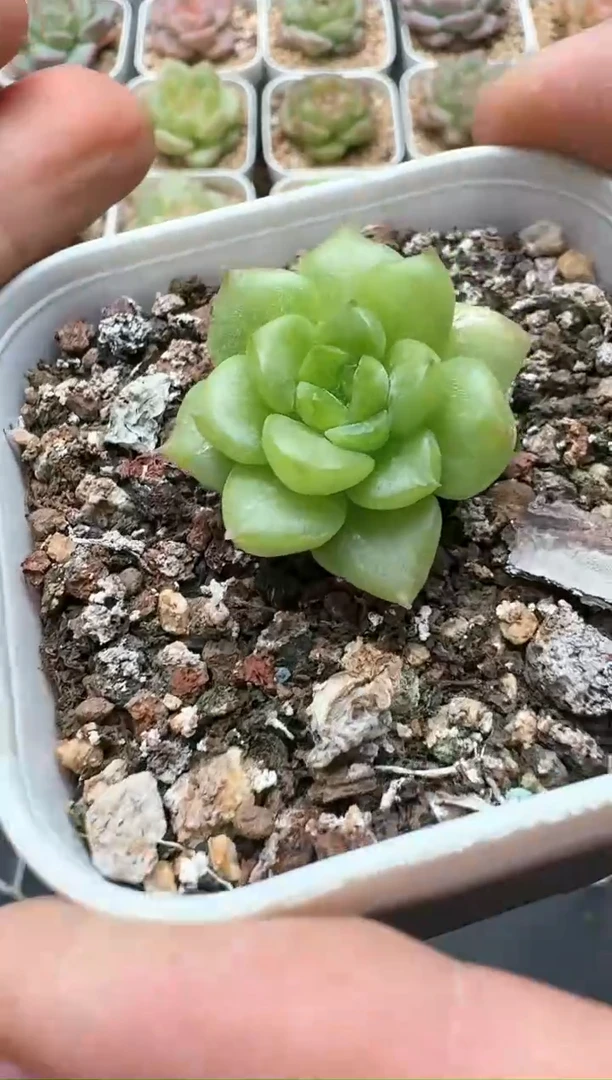845C云禹多肉植物 带盆土纸巾打包 3颗包邮