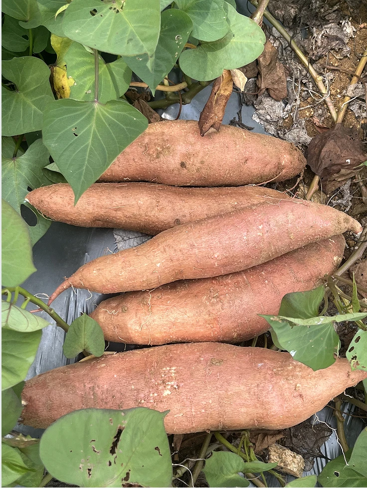 农户自种沙地红薯 板栗薯 已糖化 甘甜干面噎人 薯香味浓 净重5斤