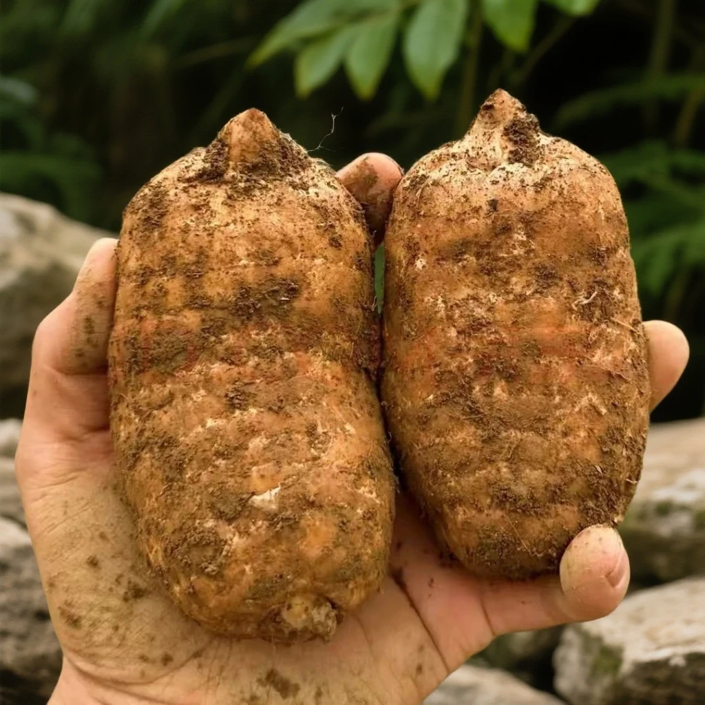 天麻恩施大山新鲜天麻仿野生种植深山现采现挖煲汤天麻天麻新鲜