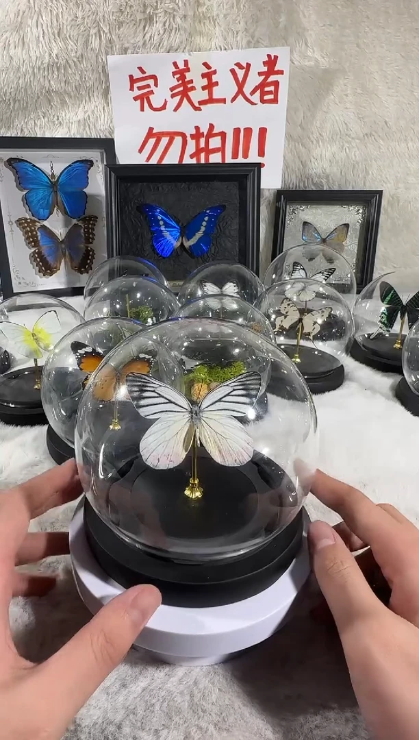 优越斑粉蝶水晶球