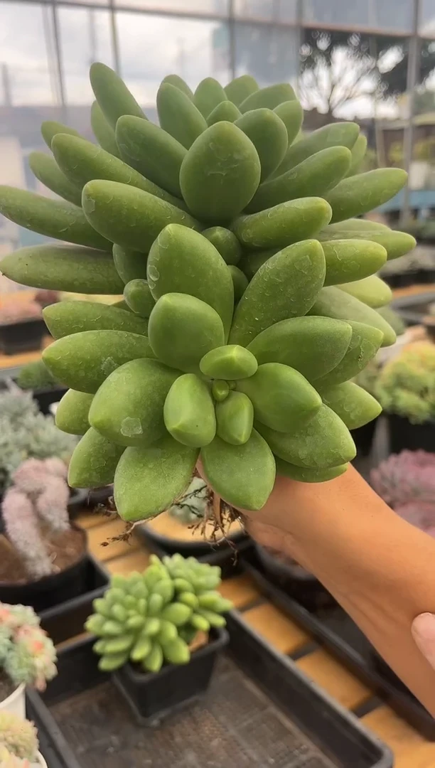 芒果奶