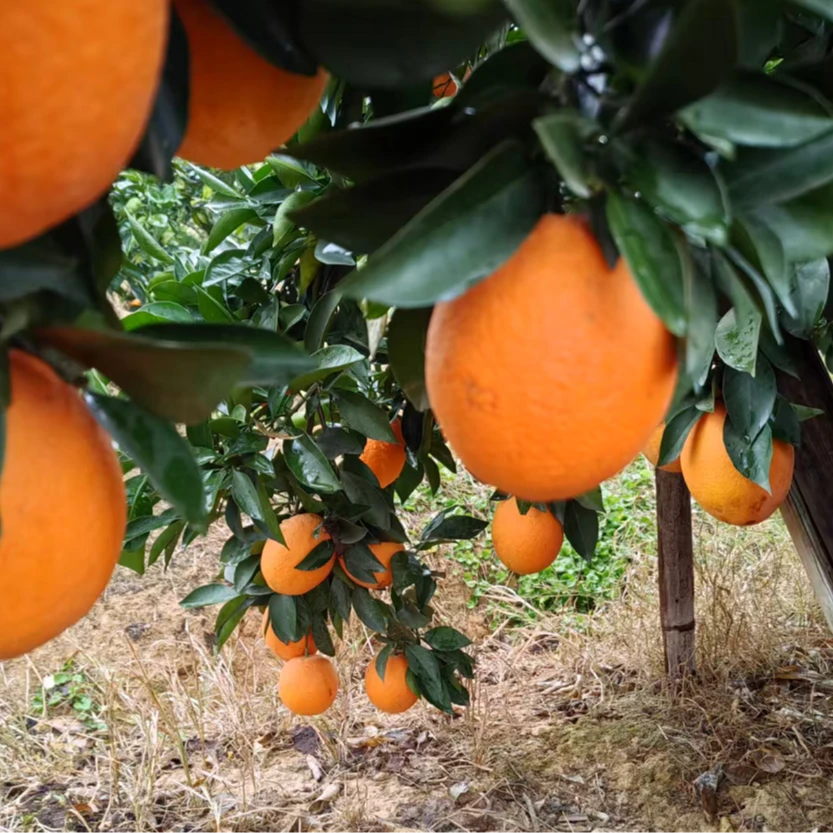 脐橙新鲜现摘皮薄多汁香甜脆爽水果