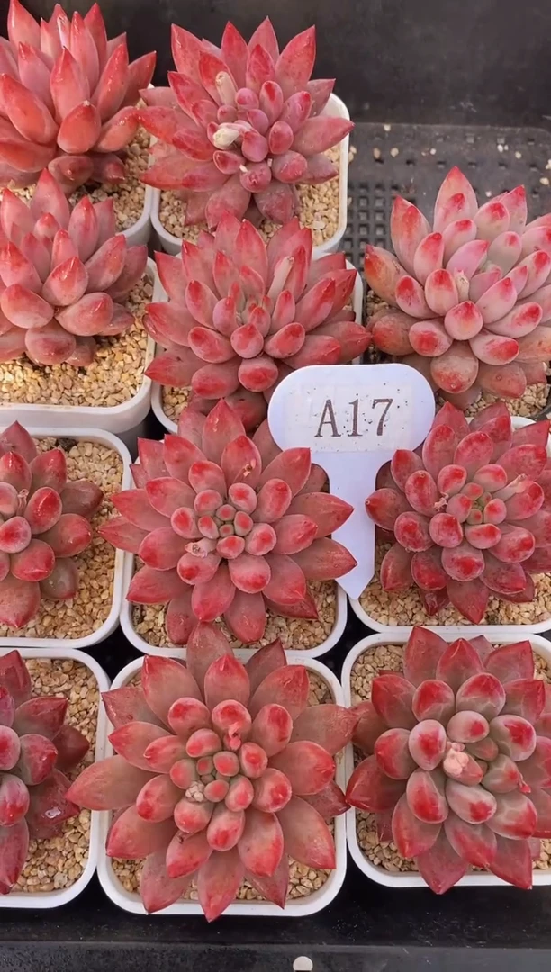 【闪购商品】A17-虞美人单头多肉（量拍）