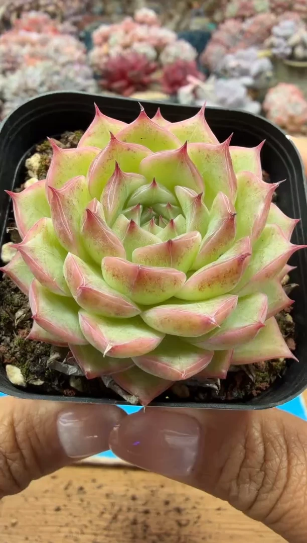 东云多肉园二店-253