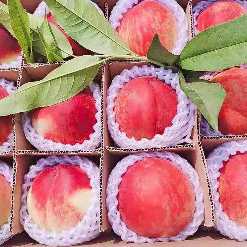 顺丰包邮山西春雪水蜜桃新鲜现摘鲜甜多汁脆甜可口应季孕妇水果