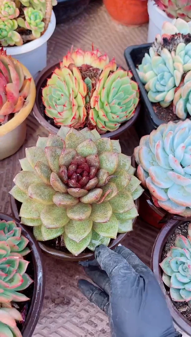 小*蓉14174多肉植物一物一拍