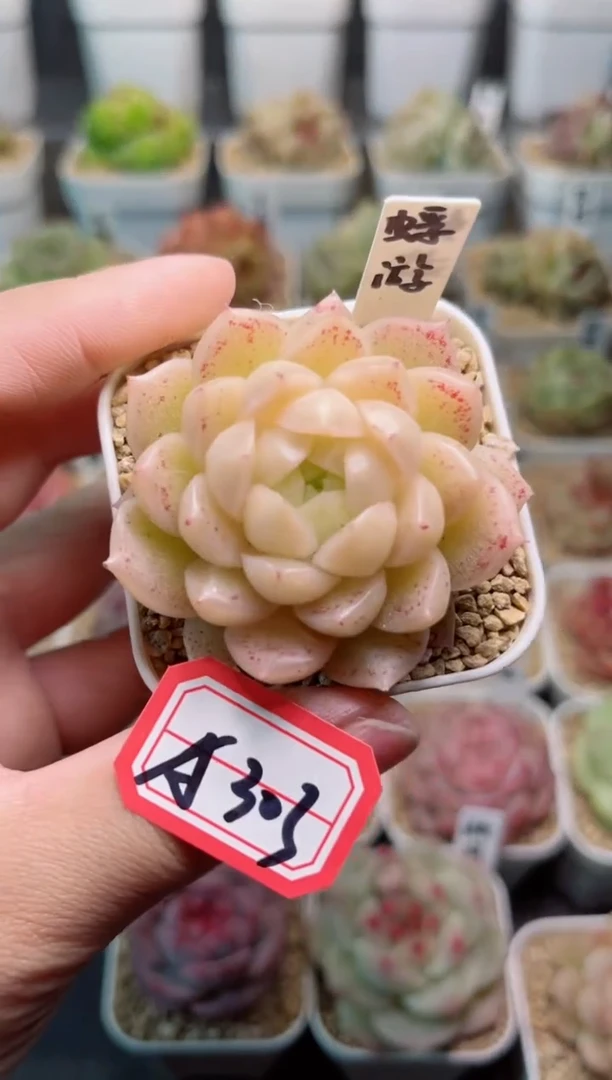 【闪购商品】A303浮游一物一拍