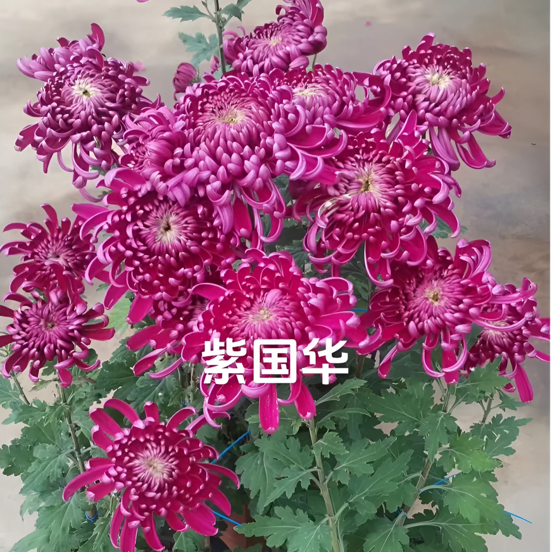 【紫国华】九月大菊花小苗稀有品种花期长耐热耐寒易养活喜阳