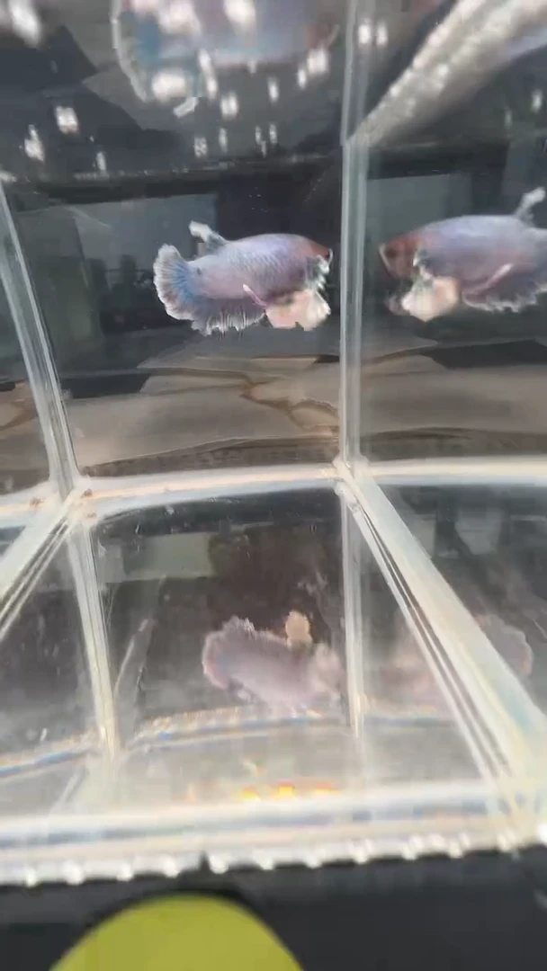 斗鱼斗鱼绣球大耳朵