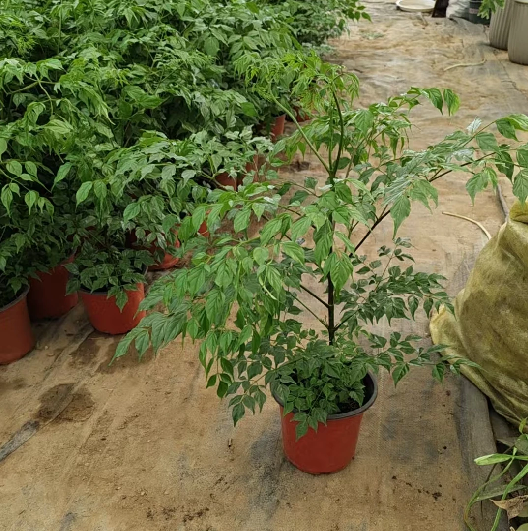 精品原生晃伞枫室内绿植基地原盆    一盆