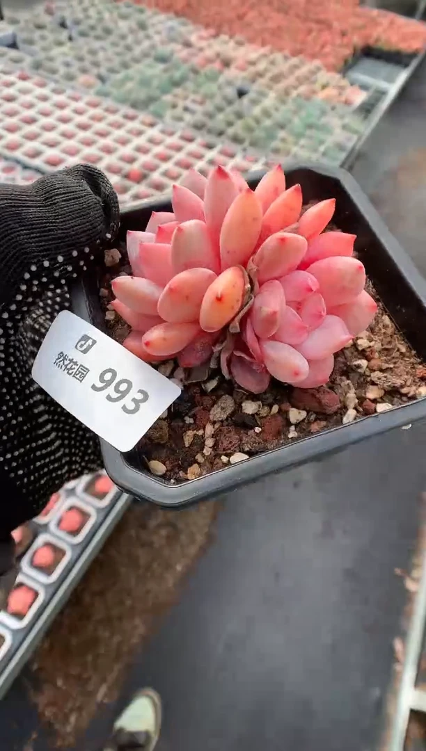 993胖橙多肉植物一物一拍