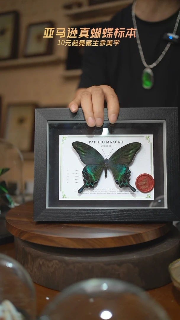 绿带翠凤蝶夏型8寸黑框国风版