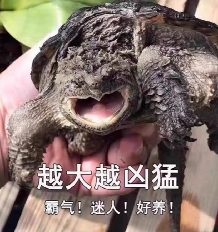 直播挑选佛鳄龟苗爆刺苗子杂佛北美活体观赏龟宠物到家