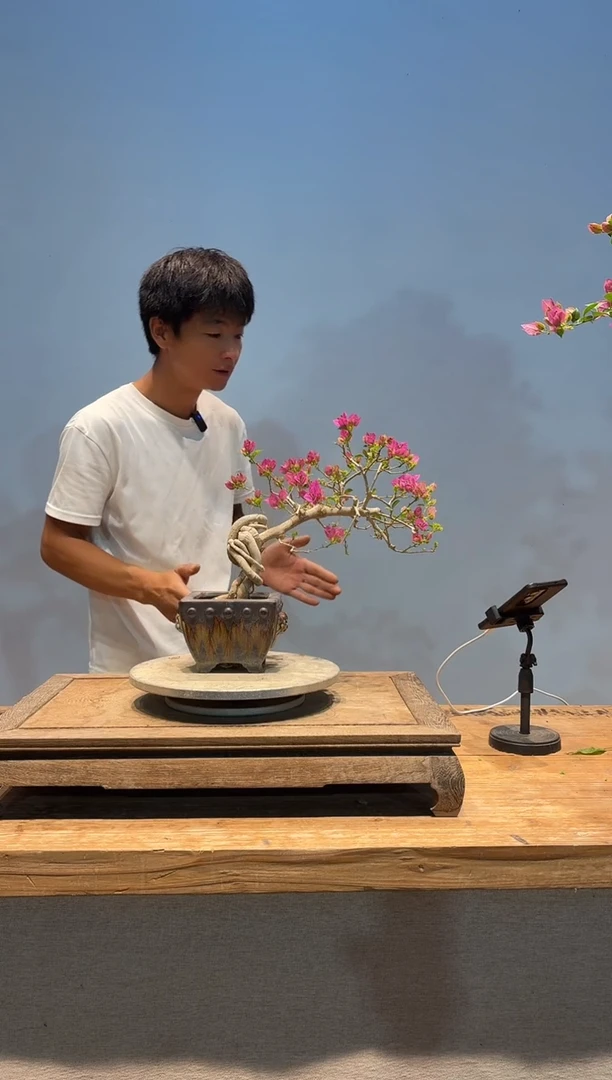 无花朵瘦*兮三角梅专场一物一拍1