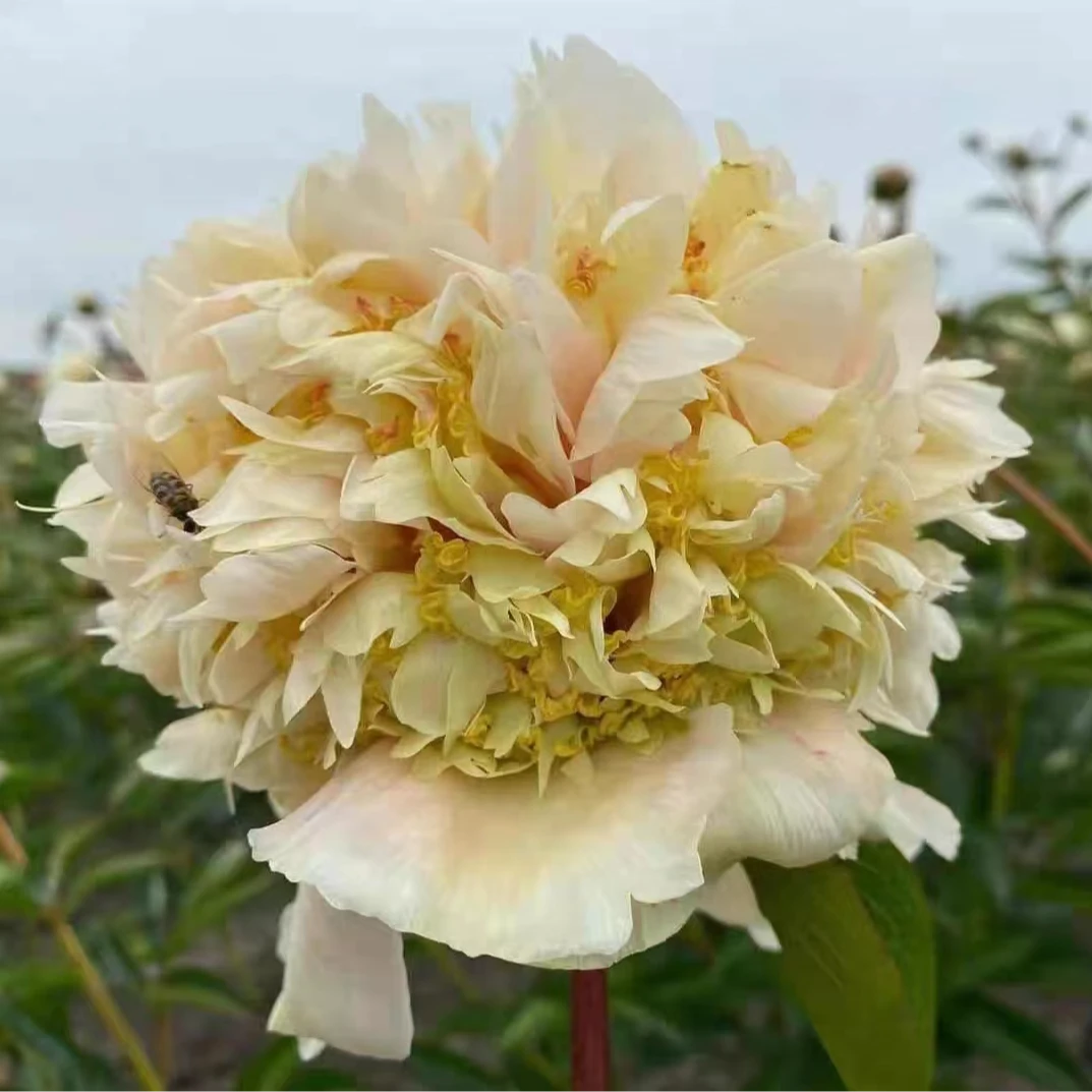 【奎津】先发肥料，秋天发芍药种苗，下单后联系客服给地址备注