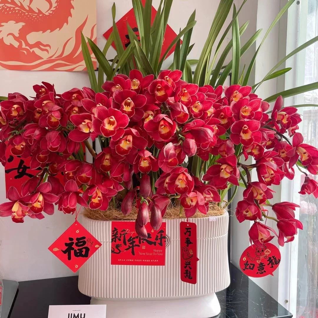 大红袍大花蕙兰直兰年霄花多只花剑室内盆栽原土原盆基地直发