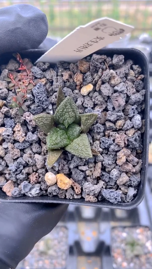 【闪购商品】实生岩牡丹FA-5936