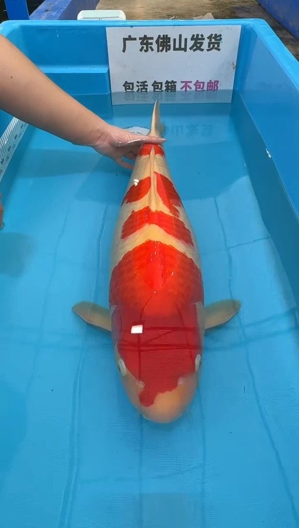 锦鲤沪****」73公分 红白