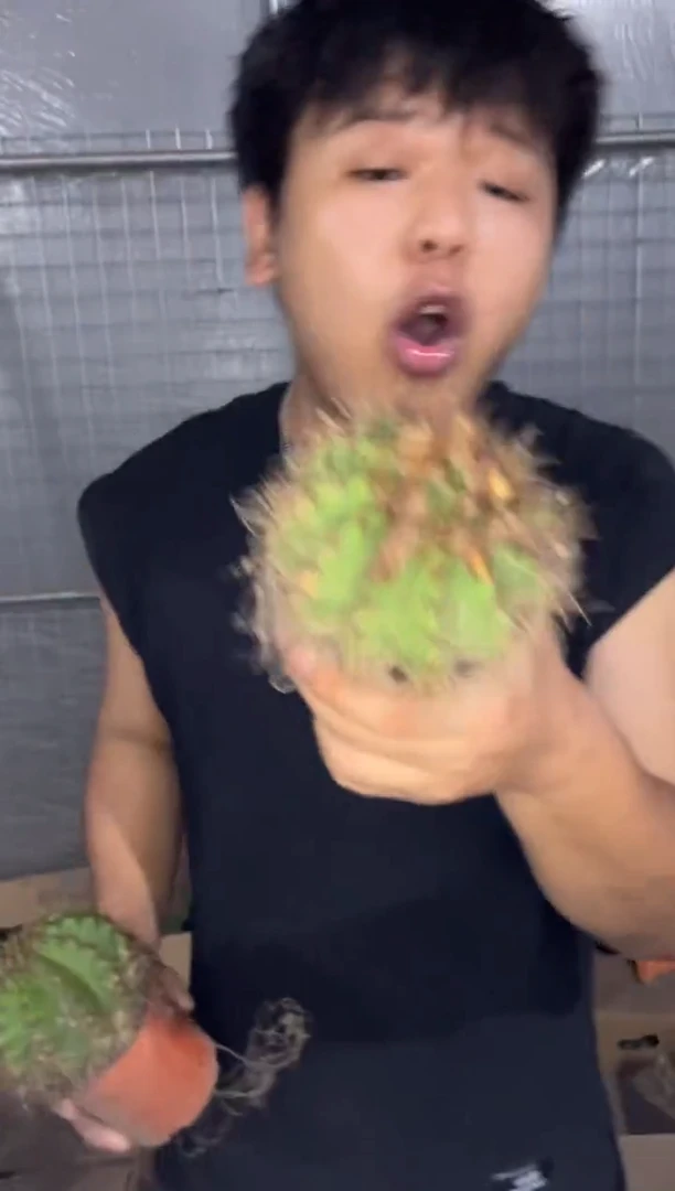 2颗 实生根 红花青丸