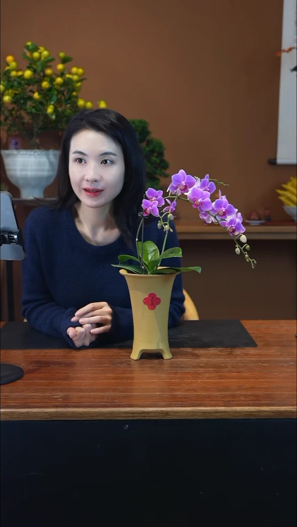 无花朵粉珠帘盆景盆景盆景