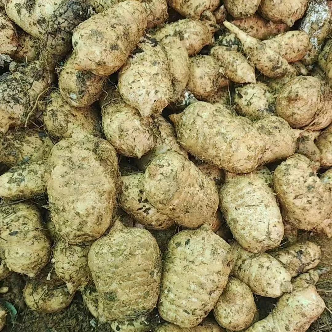 正宗【新鲜天麻】云南昭通小草坝天麻新鲜天麻过节送礼天麻煲汤泡酒