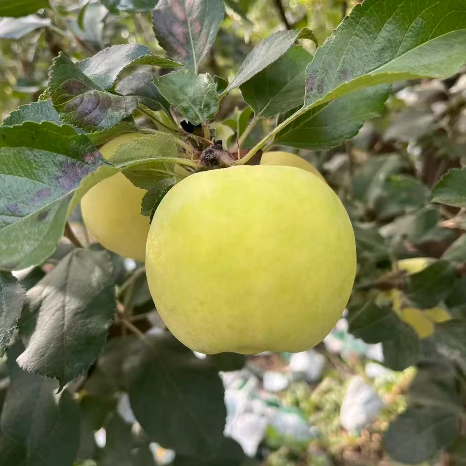 新疆阿克苏黄金瑞雪青森阳光瑞雪苹果现摘现发产地直发