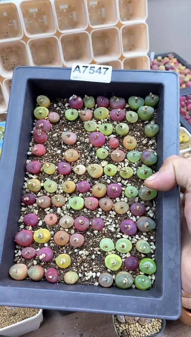 【闪购商品】7547直播间一物一拍链接