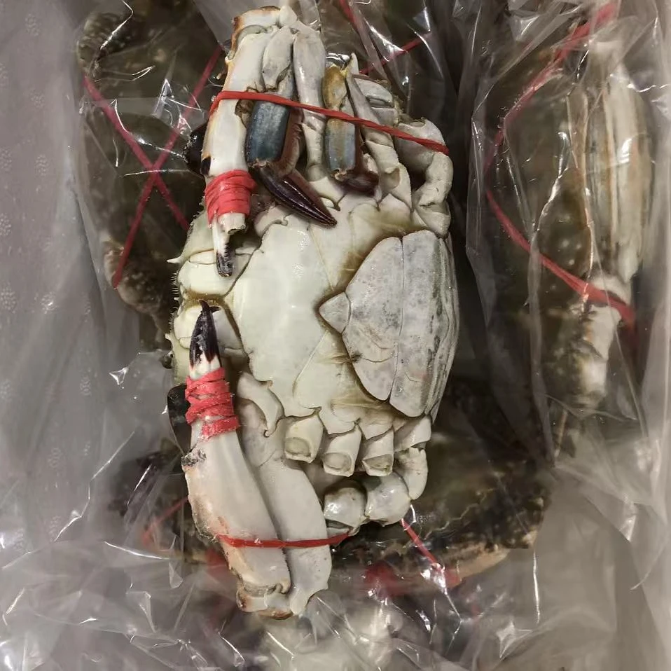 【冻蟹】东港本地活冻 三点红大母蟹  3斤单只4两左右 不保全腿