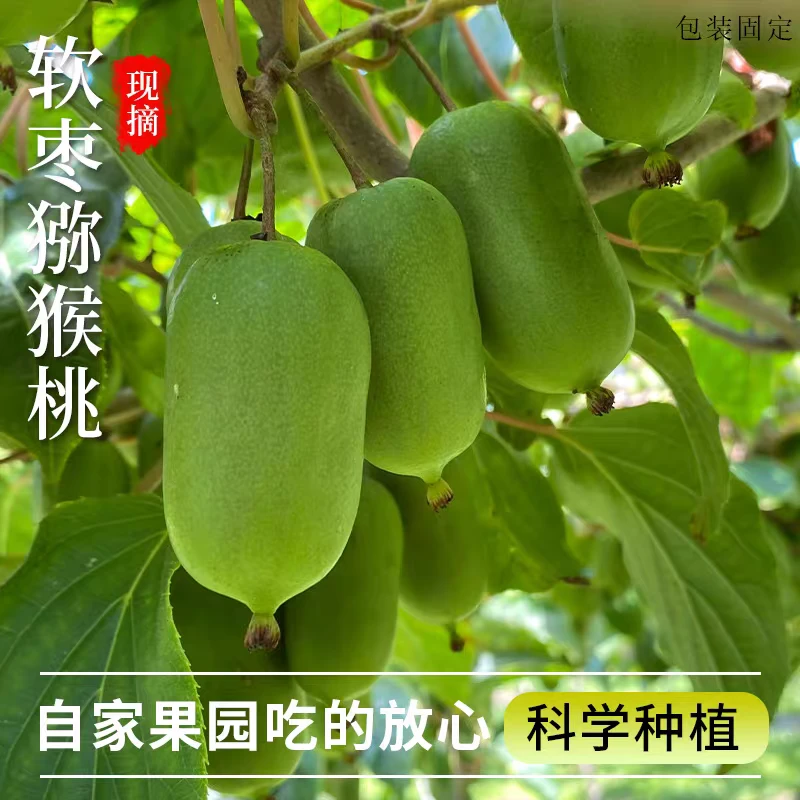 丹东放软食用的软枣猕猴桃奇异果奇异莓