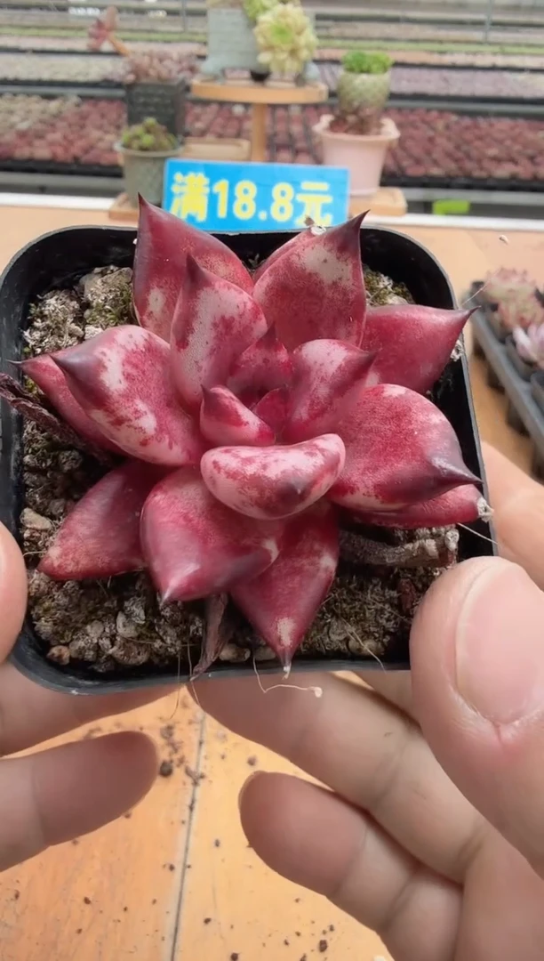 东云多肉园二店-339