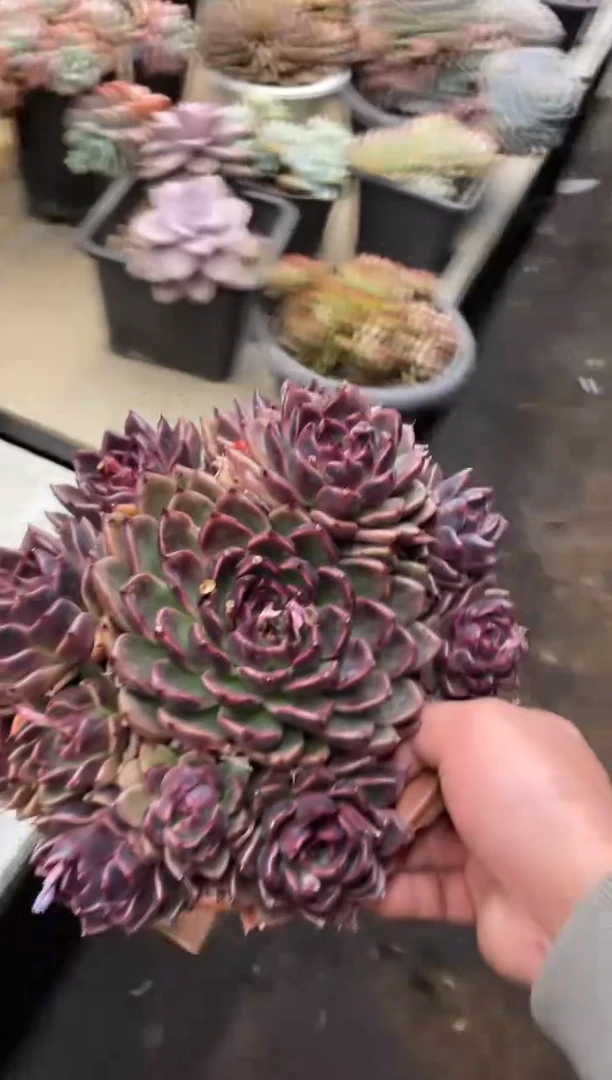 【闪购商品】91紫水晶