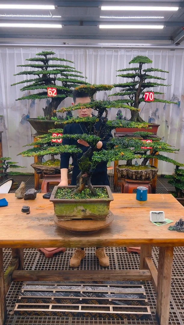 无花朵用****9精品盆景直播间一物一拍