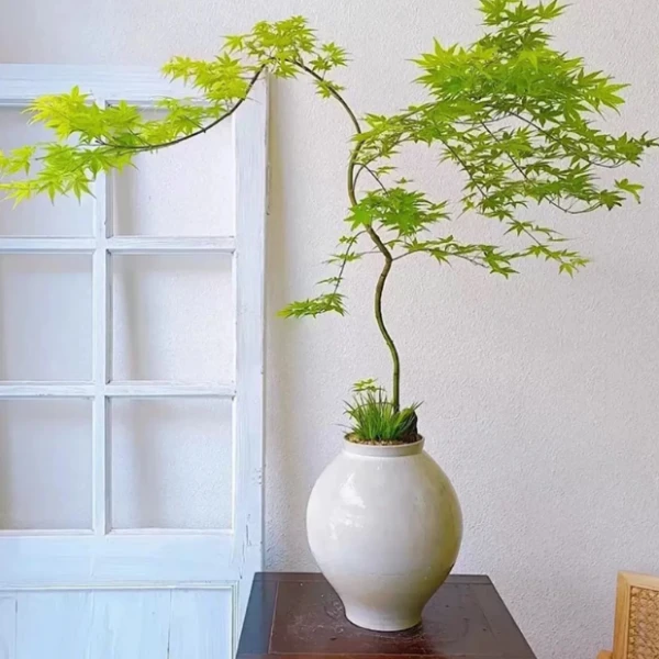 流泉枫中式禅意盆栽室内外桌面好养美观绿植一物一拍