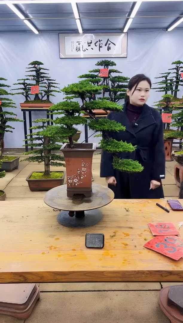 【闪购商品】高端盆景一物一拍，所见即所得