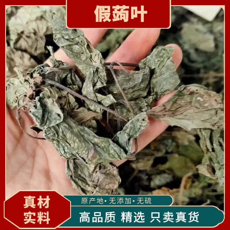 假蒟叶蛤篓叶假蒌叶假蒟蒌叶香菜田螺配料青蒌叶急捞中药材店铺