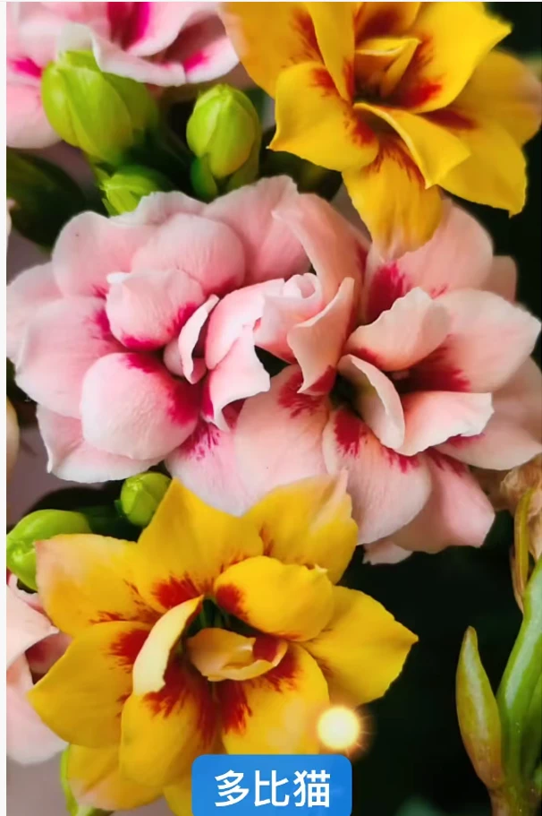 120多比猫开花长寿花