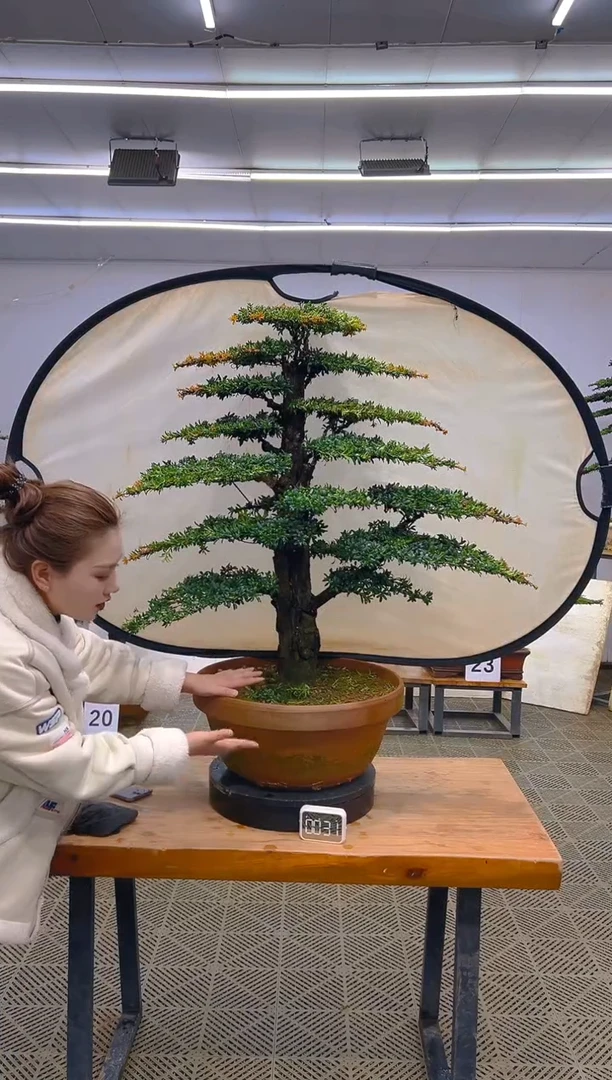 无花朵高端盆景一物一拍